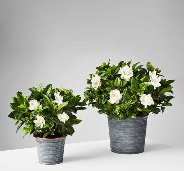 Plants for all Occasions